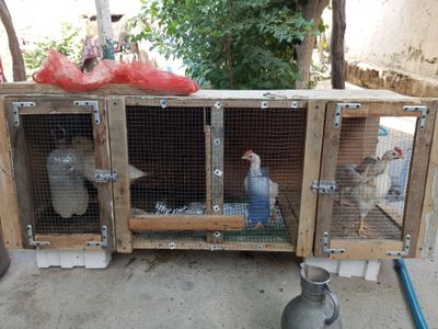 Parrandalar uchun katak