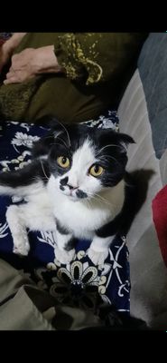 кошка шотландский