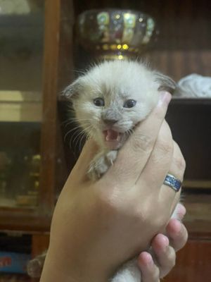 Продается котята. Девочки