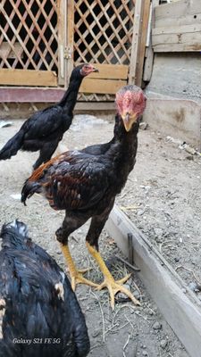 Juja xuroz кони тоза
