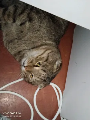 мушу пародаси вислоуха