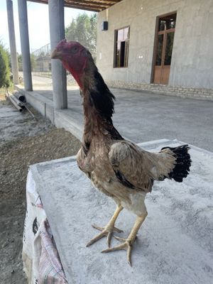 Makyon sotuvda zor makyon