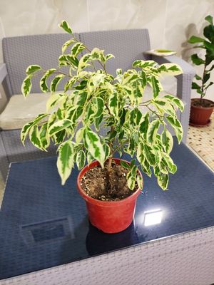 Фикус Бенджамина пестролистный