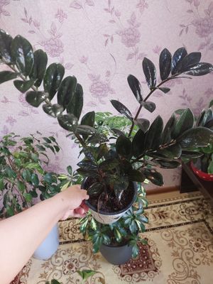 Гуллар сотилади.
