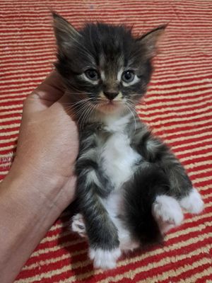 котята в Ургенче