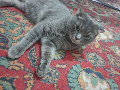Кот для вязки Scottish straight