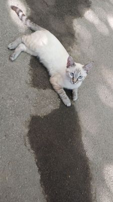метис тайской/сиамской породы.смешный