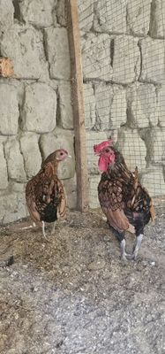 Сибрайт ойласи сотилади