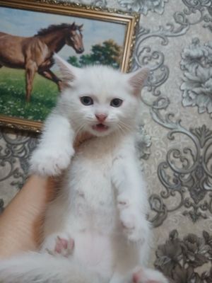 Срочно продаются котята