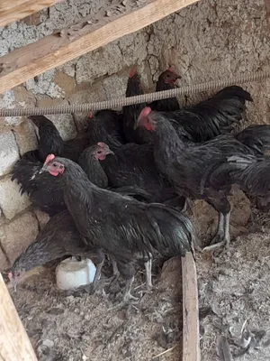 Astralop joja xoʻrozlari sotiladi