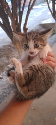 Mushuk sotiladi. Кошки на продажу