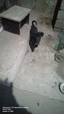 CHŏpon it 3-4 oylik semizgina