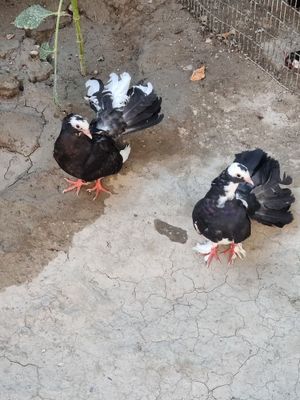 Kabutar pavling zotli