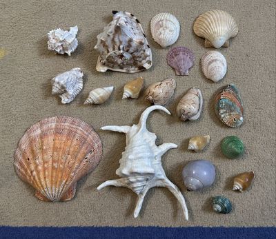 Разные Ракушки Морские