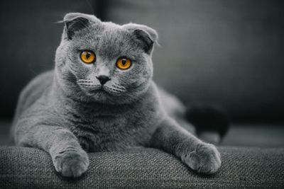 Принимается бронь на британских котят.