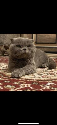 Кот Британский вислоухий
