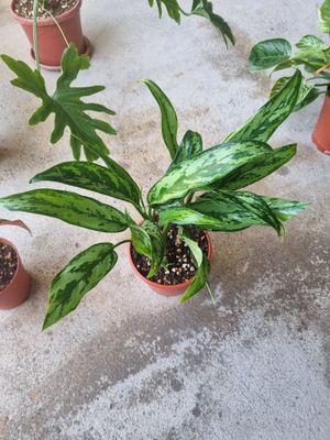 Aglaonema Mariya arzon narxda
