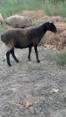 Qùylar sotiladi .
