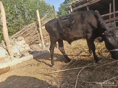 Сотилади, зар бири 15млн дан, факат биттаси сотилади танлаб оласиз