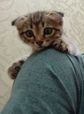Kichik mushuk Scottish fold Котенок Scottish Fold