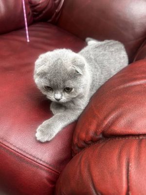 Продаётся кошка породы Скоттиш-фолд (7 месяцев)