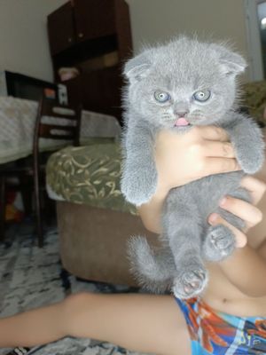 Шотландские котята