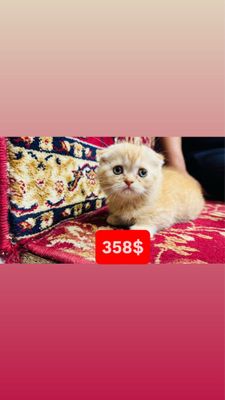 SCOTTISH FOLD mushuk bolasi