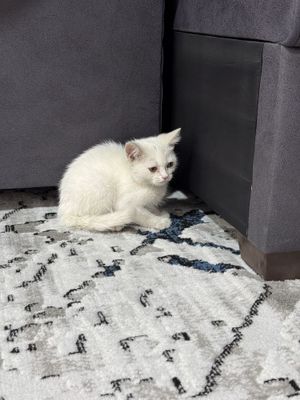 Кошка парода британская короткошерстная