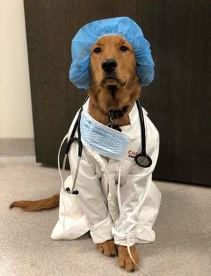 Malakaliy veterinariya xizmati