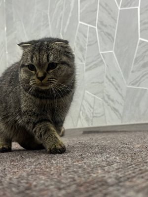 Продаётся котят срочна