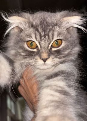 Scottish fold longhair