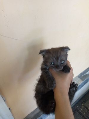 Страт и фольд котёнки