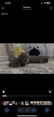Шотландская вислоухая кошка