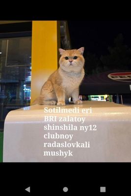 Scottish fold zalataya shinshilla