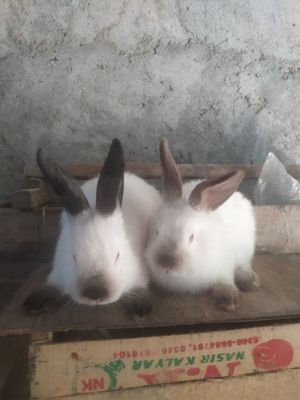 Kaliforniya Bolalari zoti 70 kunlik