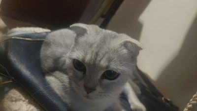 Шотландская вислоухая девочка