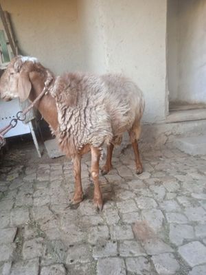 Qoʻchqor Tagal sotiladi