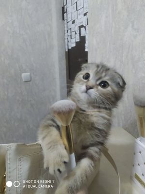 Продаётся катёнка породистая