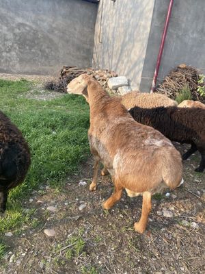 qochqorlar arashan zottor kopaytiriladigan qoylar qochqorlar judda zot