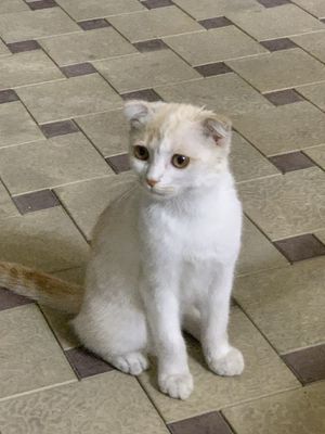 Кошка веслоухая шотландский Уйга органган