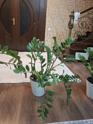 Замиакулкас очень красивая , неприхотливая растения