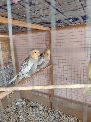 Карелалар сотилади