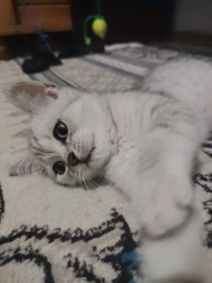 chinchilla