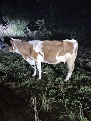 Sigir sotiladi smental