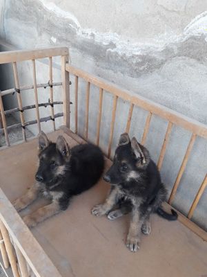 Продаются щенки немецкой овчарки. 2 месяца есть мальчики и девочки