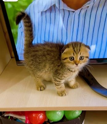 Чистокровные шотландские котята