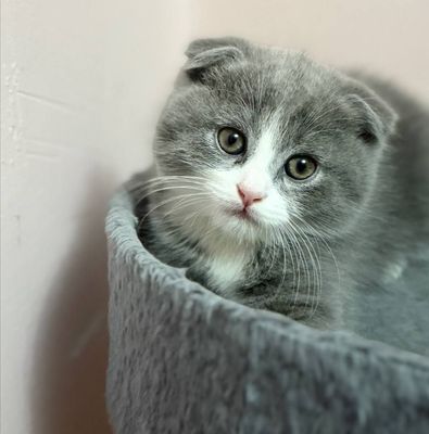 Продаются котята