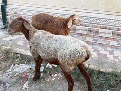 Куйлар сотилади срочно