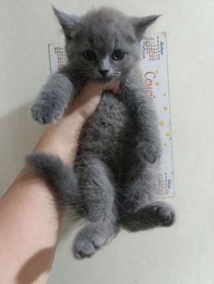 Скотиш страйт мальчики котята лоток5+