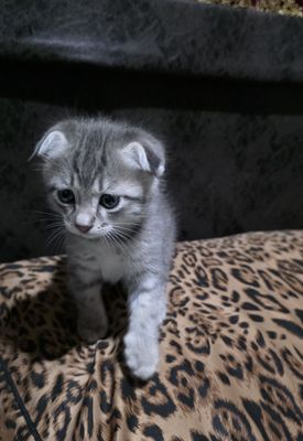 Мушукча сотилади